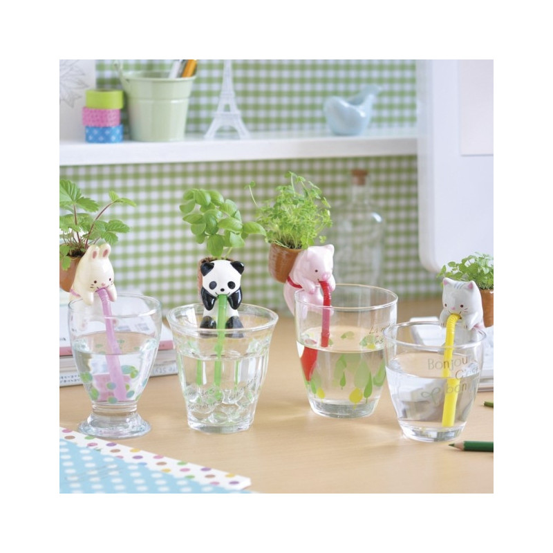 Chuppon PANdA (Basilic)