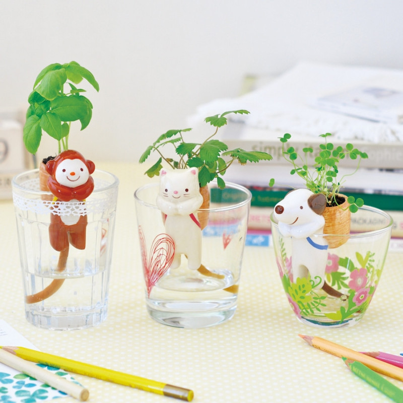 Shippon ChAT (Fraise des bois)